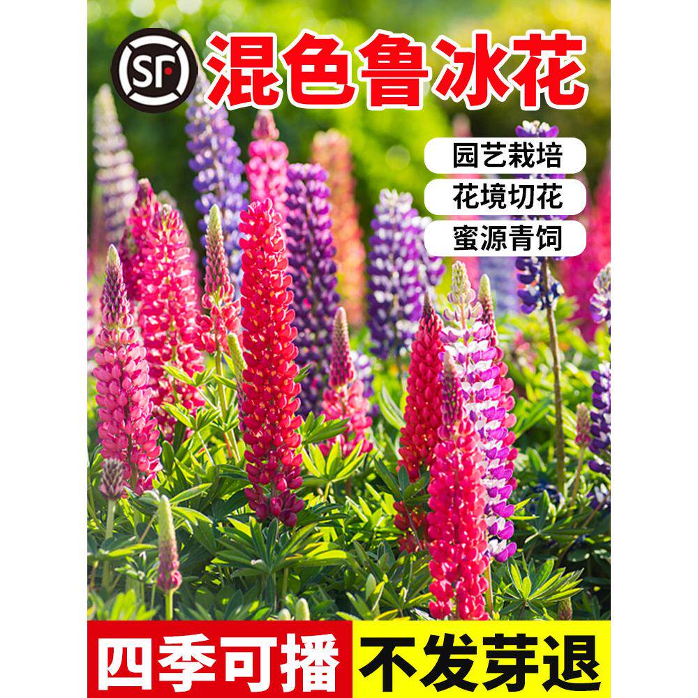 鲁冰花种子四季易种庭院园林景观花海种植花苗盆栽种籽羽扇豆花种