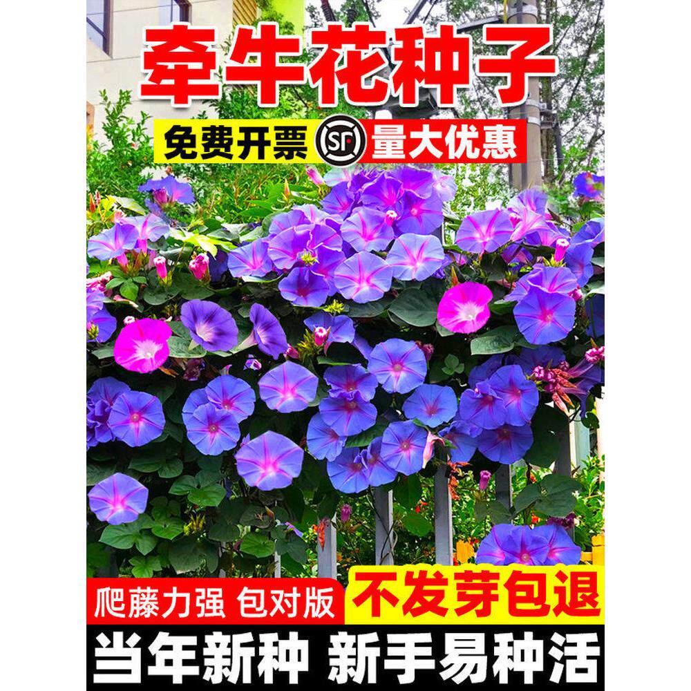 混色牵牛花种子喇叭花室外爬藤爬墙花卉开花爆满盆栽易种易活种籽