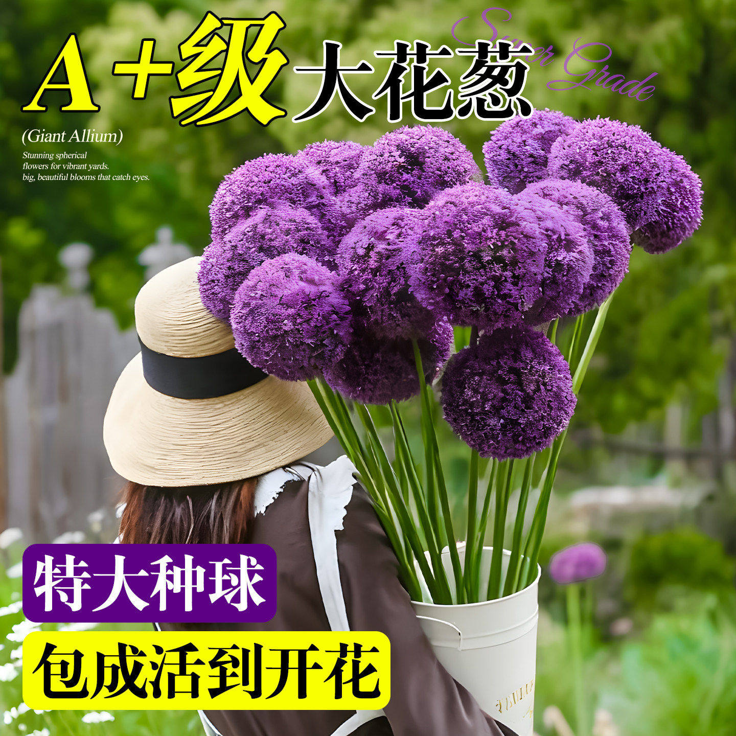 大花葱种球荷兰大使特大多年生大苗阳台庭院地栽耐寒好养盆栽花卉