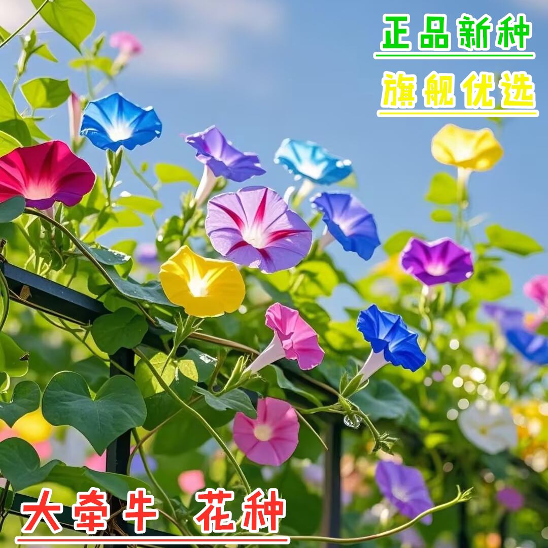 大牵牛花种子喇叭花大花朵爬藤花籽红色牵牛室内外播种懒人花种子