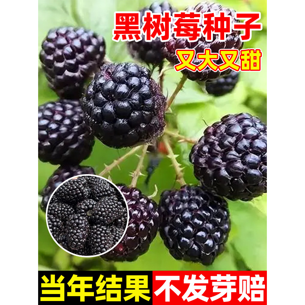 黑树莓种子野草莓覆盆子种子全国四季种植野生果蓬泡托根树莓种籽