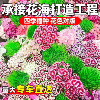 五彩石竹种籽四季播公园小