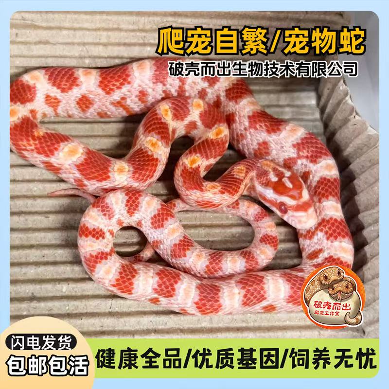 玉米蛇玩具蛇宠物蛇活体图片