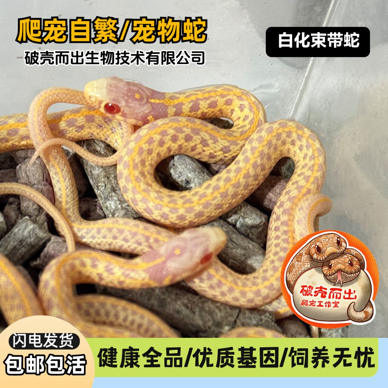 活体束带蛇温顺无毒吃鱼图片