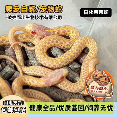 活体束带蛇温顺无毒吃鱼