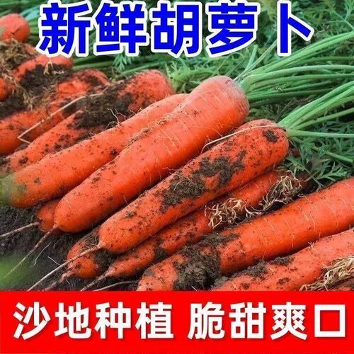 水果胡萝卜新鲜蔬菜水果生吃现挖现发农家自种现挖寿光带泥胡萝卜