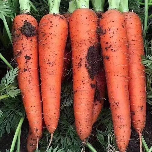 胡萝卜水果现挖现发农家新鲜胡萝卜带土红萝卜自种胡萝卜脆爽多汁