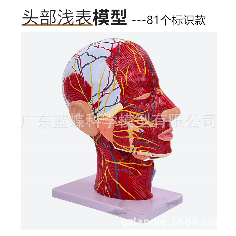 人体头面部附脑血管神经模型颈部解剖学面部神经血管肌肉结构模型