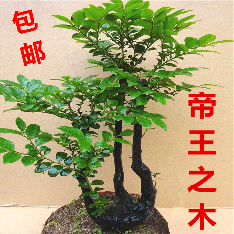 名贵小叶紫檀盆景树桩 办公桌绿植室内盆栽花卉四季青檀香木包邮