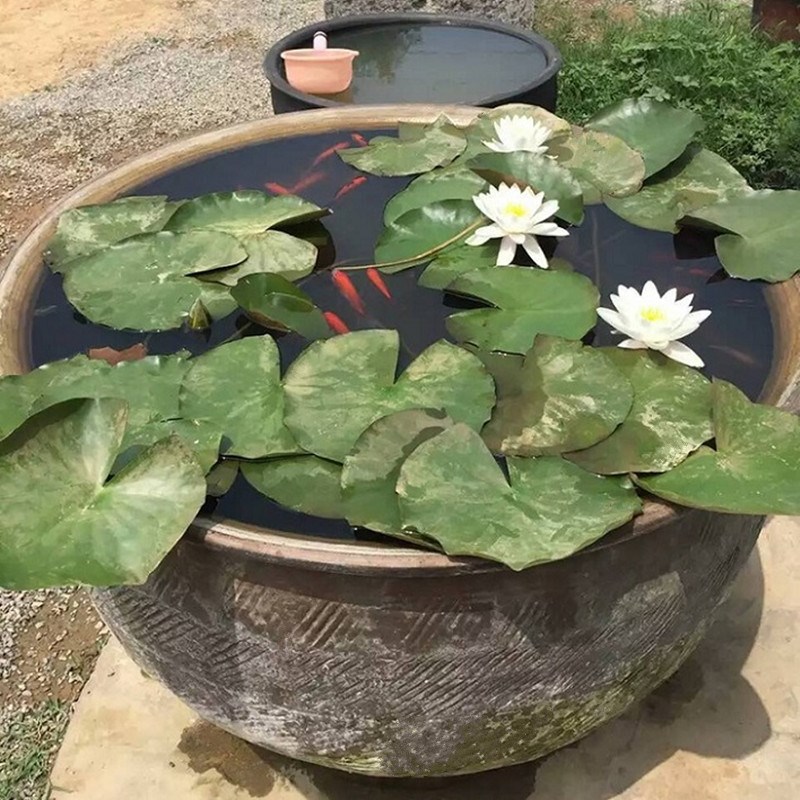 大水缸储水家用陶瓷大号养鱼瓦缸粗陶缸陶土小瓷睡莲盆