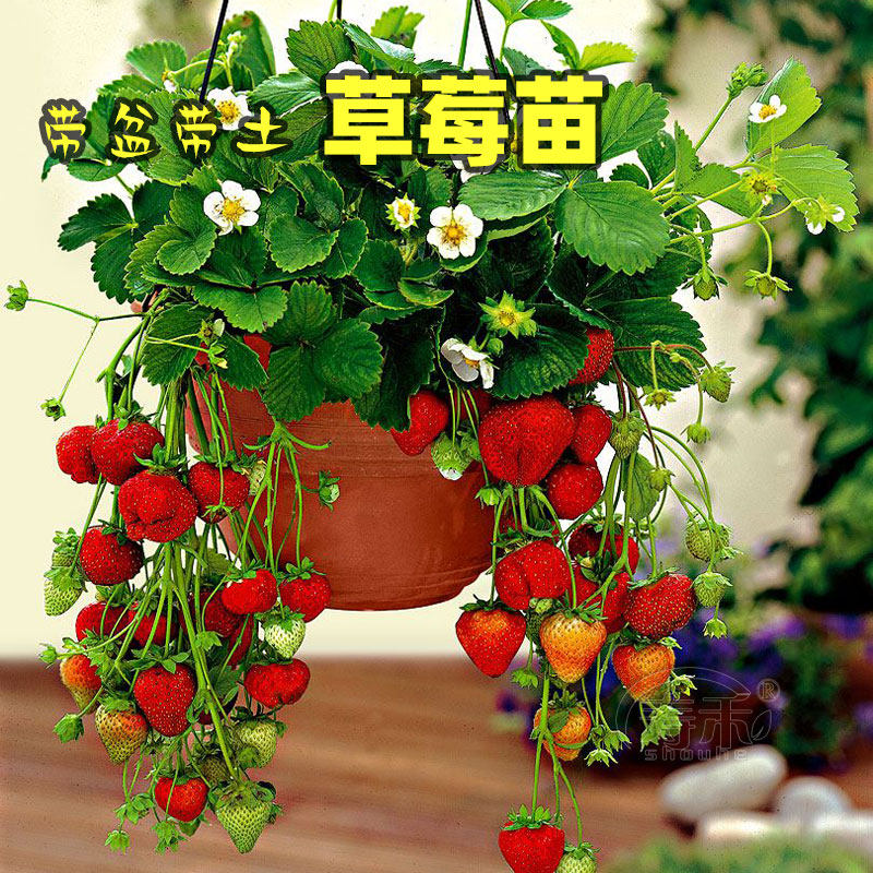 红颜章姬草莓苗带盆带土苗子特大巨型四季盆栽秧食用秧苗牛奶种植
