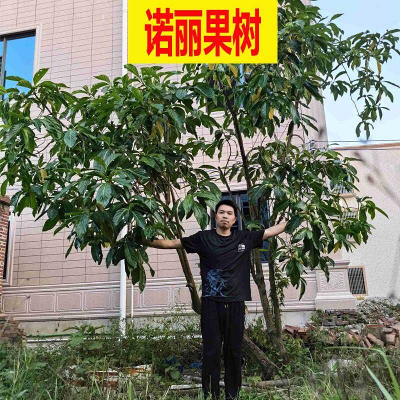 诺丽果树6年大树裸根带土发货诺尼果苗海巴戟树包邮绿植热植