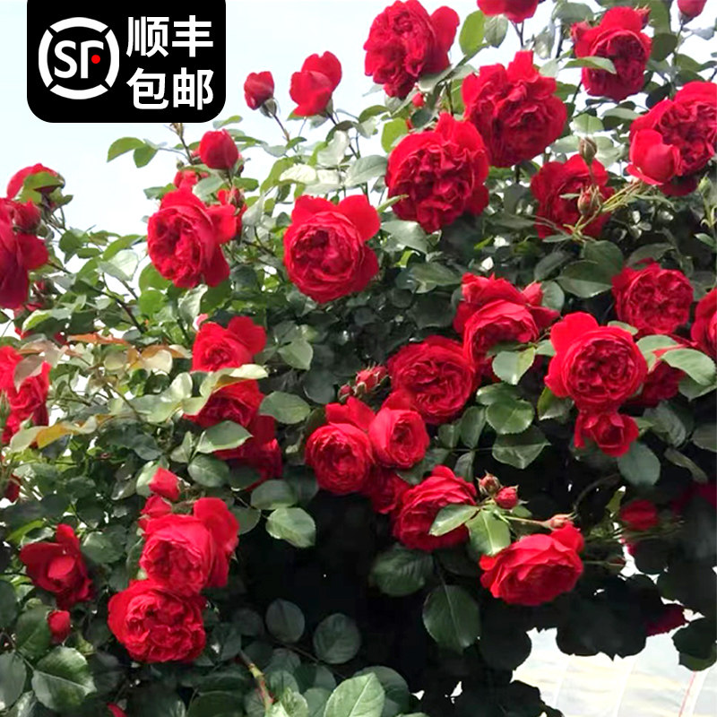 红色龙沙宝石藤本月季大花浓香开花园盆栽庭院植物花卉易活好养