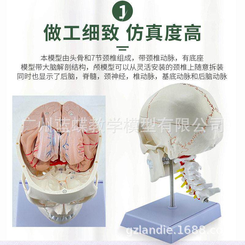 自然大头骨带颈椎附脑模型 成人骨缝线头颅附脑动脉及颈椎模型
