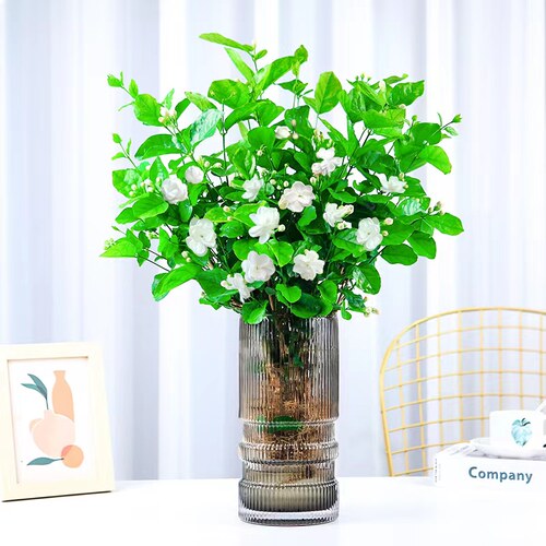 水培植物茉莉花盆栽室内桌面四季好养鲜花花卉净化空气懒人绿植