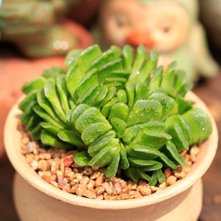 玉扇玉露多肉植物大株群生带盆发货窗台桌面好养室内绿植盆栽花卉