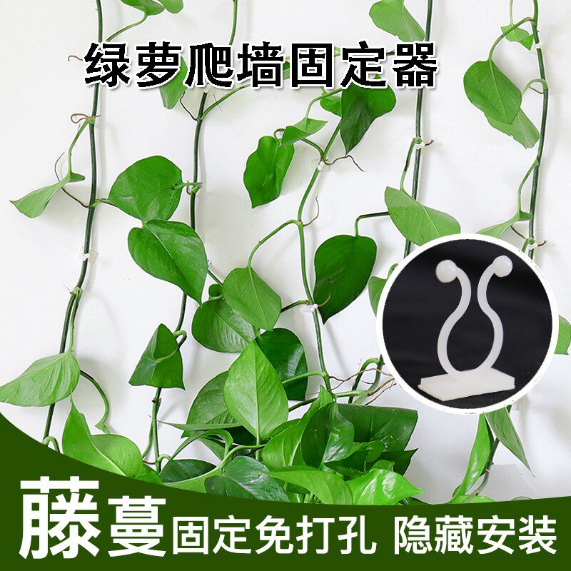绿萝爬墙固定神器无痕家用扣绿植攀爬室内蔓藤植物墙上挂钩固定夹