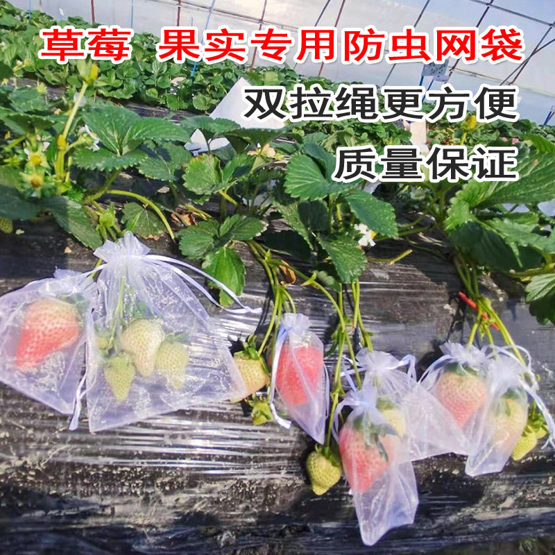 草莓果实套袋水果保护袋防鸟防虫网袋纱袋透气番茄无花果蓝莓网纱