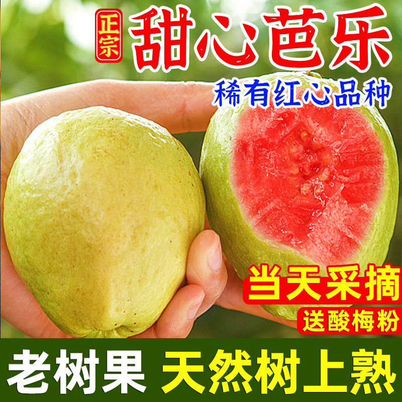 福建漳州红心芭乐果新鲜水果包邮当应季巴乐软糯硬脆胭脂红番石榴
