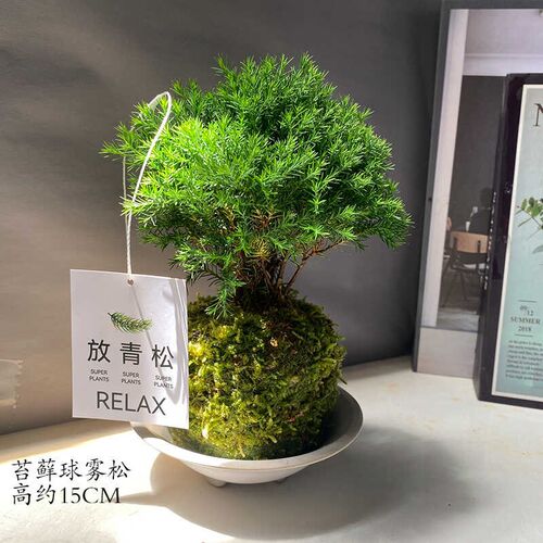 雾凇盆栽客厅办公室桌面绿植小盆栽净化空气四季常青易养活放青松