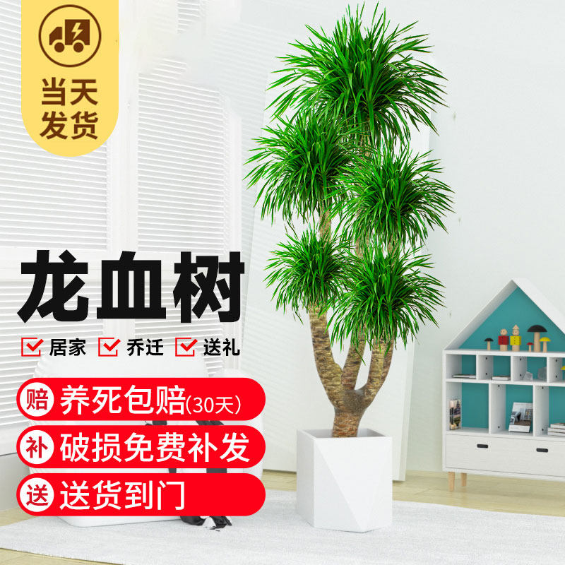 龙血树大型室内盆栽多头龙须树绿植客厅办公室龙铁树植物造型盆景