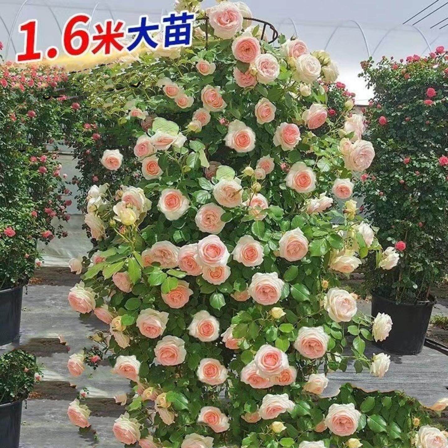 欧月月季花蔷薇玫瑰花藤本月季爬藤植物月季阳台盆栽花卉四季开花
