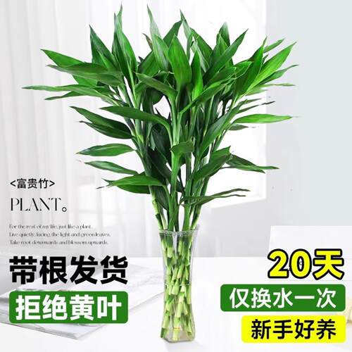 富贵竹水培绿植带根好养转运竹