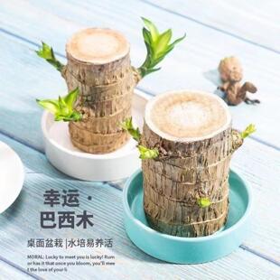 巴西木水养绿植盆栽小树人室内水培好养植物