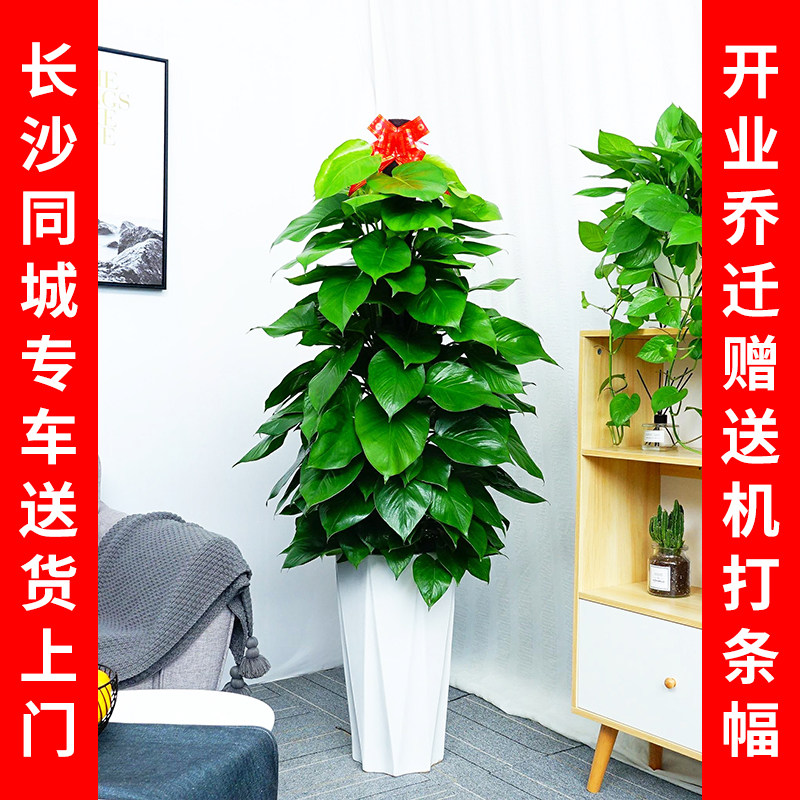 长沙大叶绿萝柱盆栽客厅大型绿植发财树办公室花卉净化空气吸甲醛