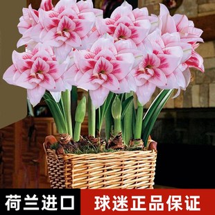 条纹带花苞澳洲荷兰花安吉拉球迷朱顶红进口重瓣种球鬼魅火焰黛丝