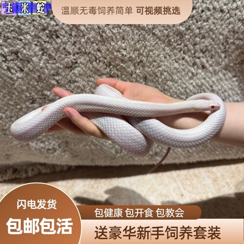 宠物蛇活体温顺包活包健康玉米蛇