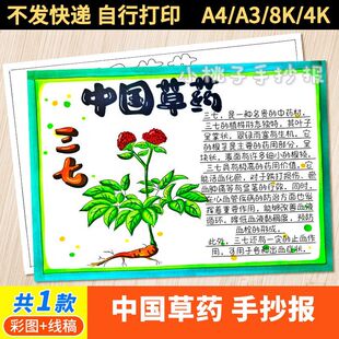中草药手抄报神奇的电子版模板小学生介绍中医药文化小报线稿a3a4