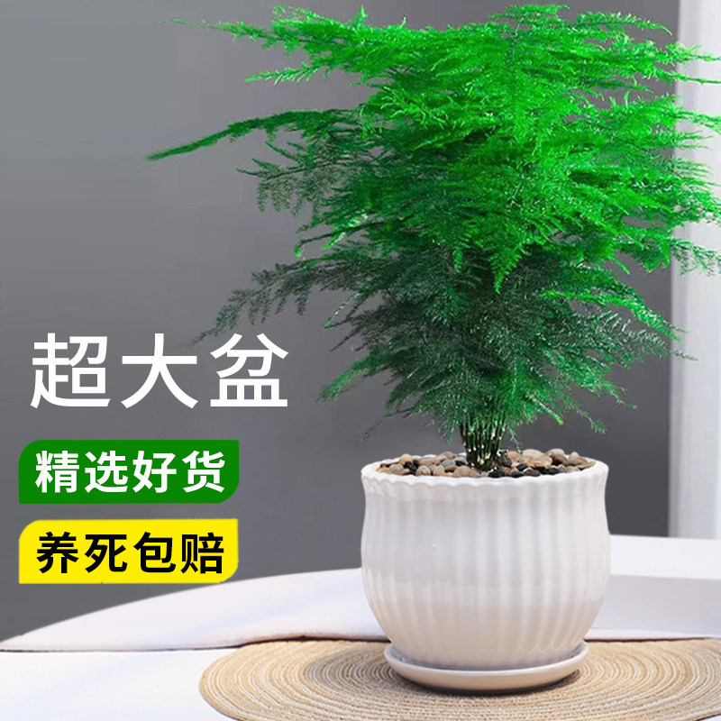 大盆文竹栽室内常绿植物办图片