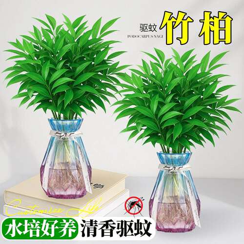 竹柏驱蚊水培植物室内客厅