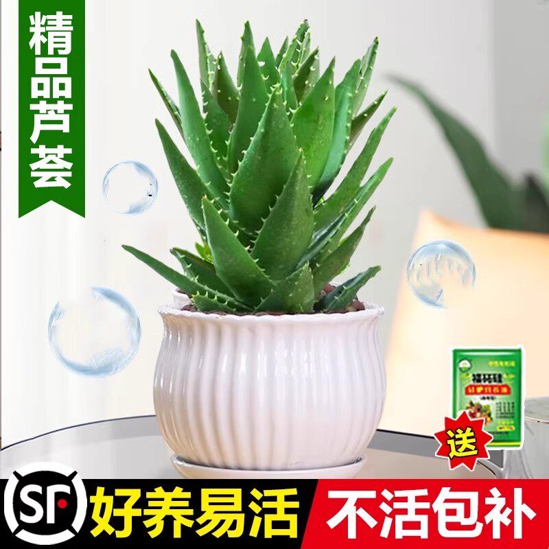 芦荟盆栽室内高颜值净化空