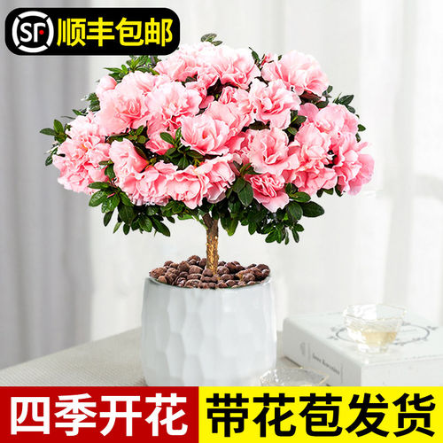 杜鹃花苗盆栽带苞四季开不