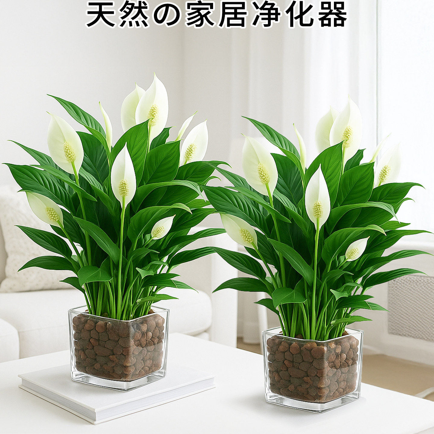 白掌一帆风顺绿植小盆栽水培植物客厅室内懒人好养四季带花卉开花