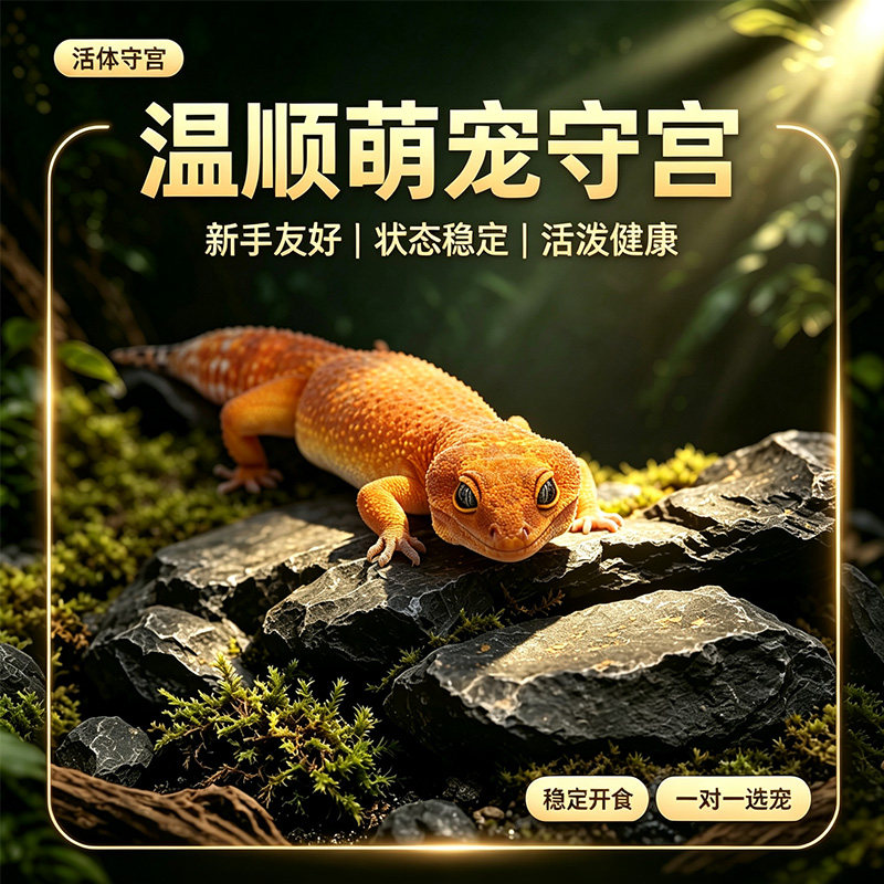 豹纹守宫蜥蜴宠物活体入门级网红爬宠新手不咬人温顺可爱活物幼苗