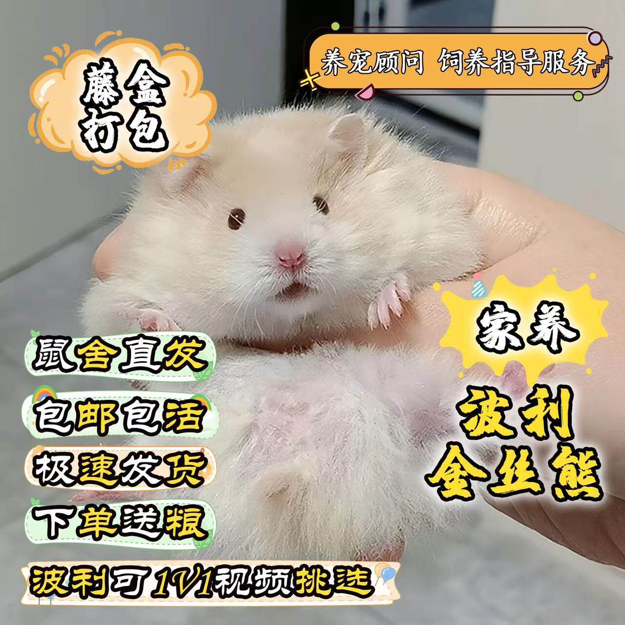 【藤盒】家养稀有卷毛活物金丝熊黑火密波利肉桂鸽灰高颜值小仓鼠