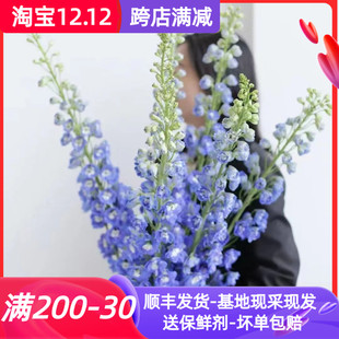 鲜切花大飞燕鲜花云南基地直发批花瓶插花束新鲜家用水养市场顺丰