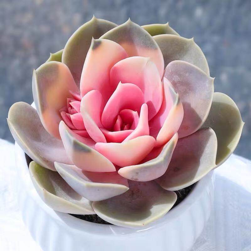 红心莲锦多肉植物室内组合小花卉四季盆栽套餐办公桌新款绿植