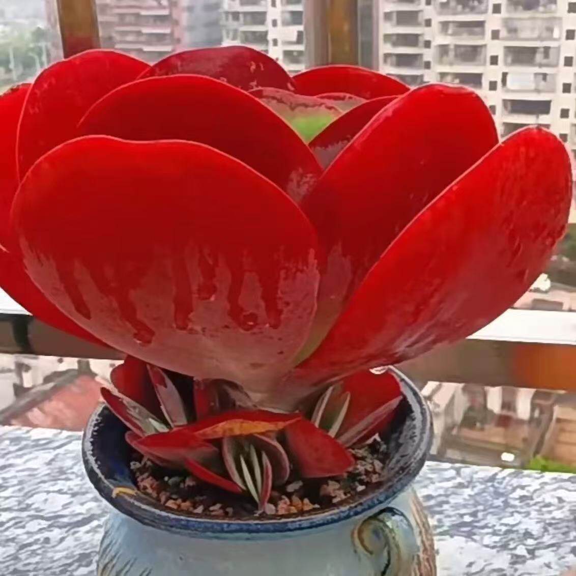 多肉植物稀有品种唐印老庄大颗多头超大盆栽花卉绿植好养室内特