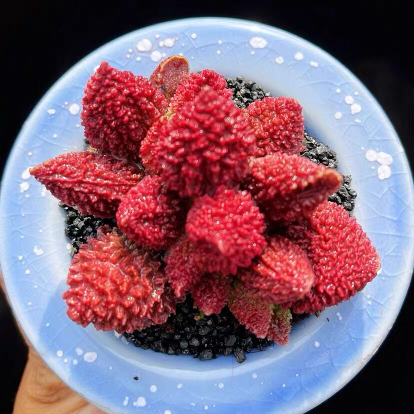 大疣朱紫玉水泡 多肉植物球茎根块大尤朱子玉多肉组合小盆栽