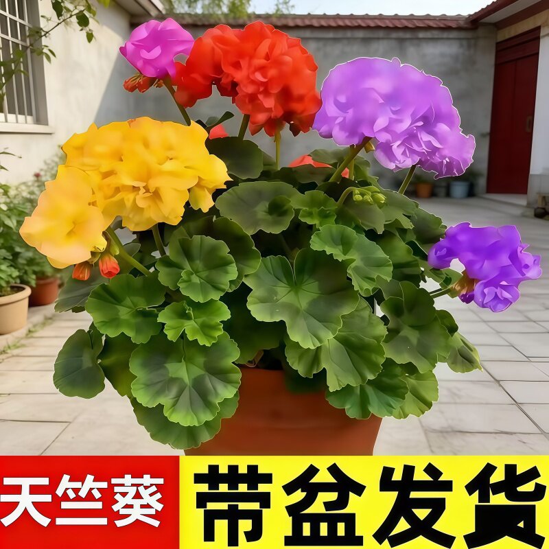 重瓣大花天竺葵盆栽花苗四季开花不断庭院室内外阳台好养花卉盆栽图片