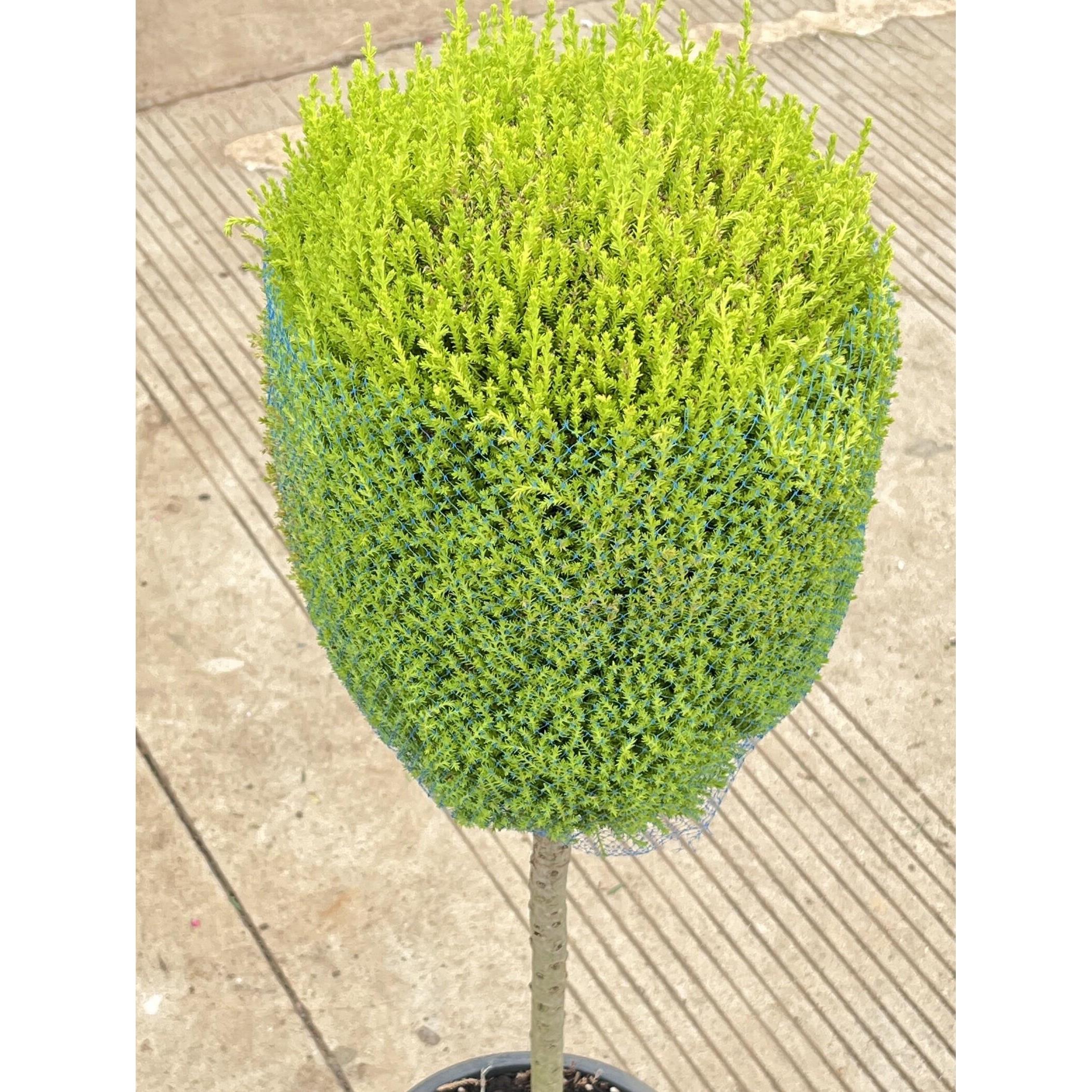 香冠柏小香松盆栽植物四季绿植阳台室内室外好养圣诞树宝塔松树苗图片