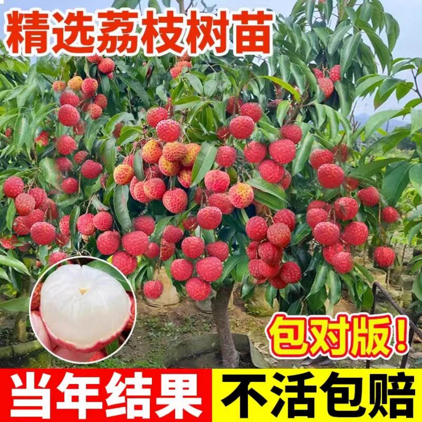广西荔枝嫁接树苗妃子笑仙进奉