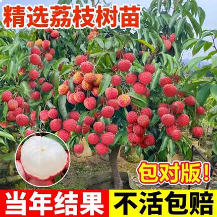 荔枝树苗嫁接果苗广西妃子笑仙进奉无核小核当年结果四季种植大苗