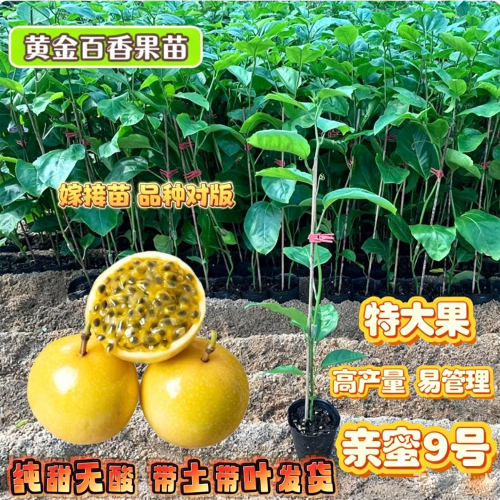 钦纯甜密9号百香果嫁接苗四季果