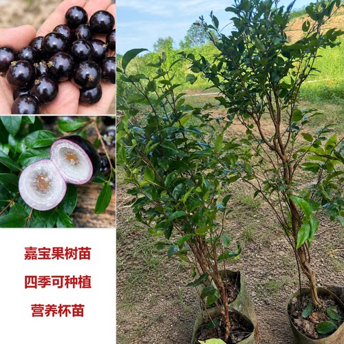 嘉宝果苗沙巴艾斯卡苗树葡萄果树庭院阳台盆栽种植广西当年结果