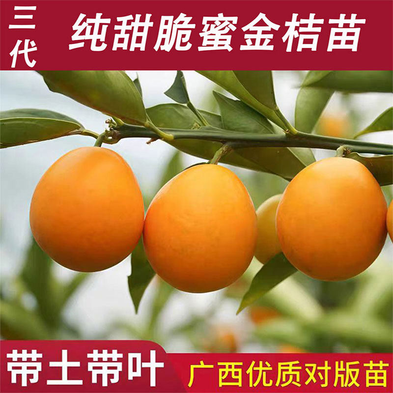 正宗广西融安脆蜜金桔苗